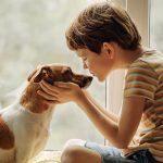 8 Tips For Fixing Dog  Road Trip Anxiety